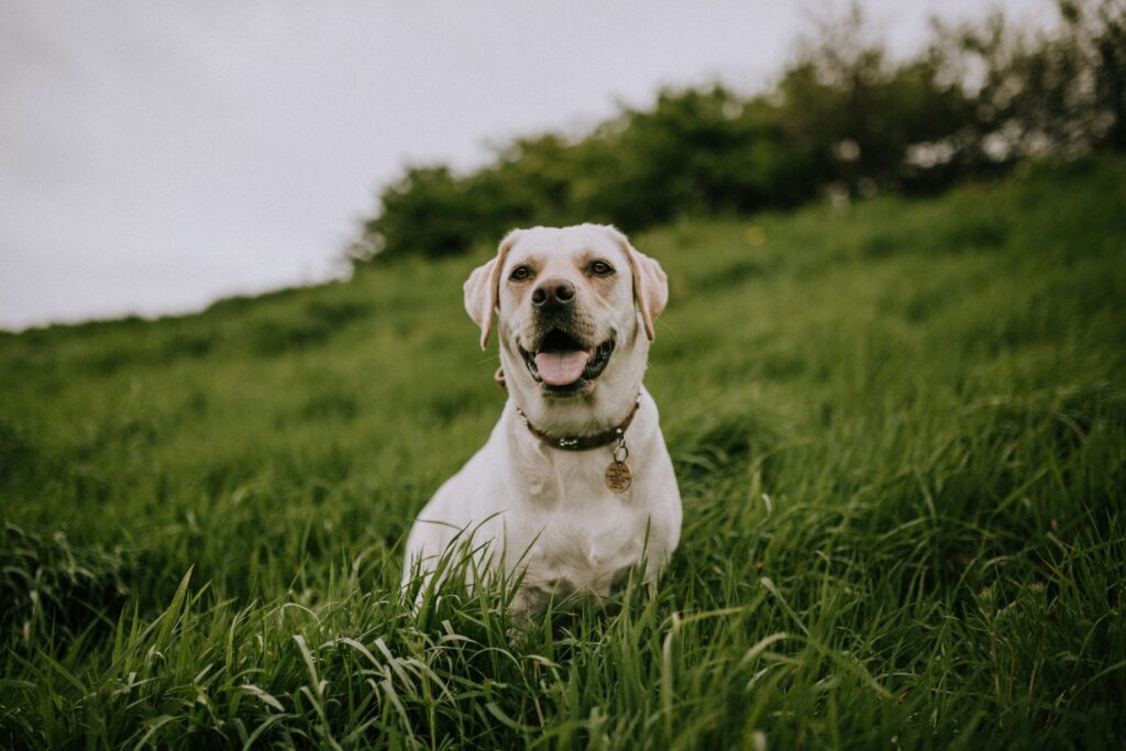 How to Care for a Labrador Retrievers