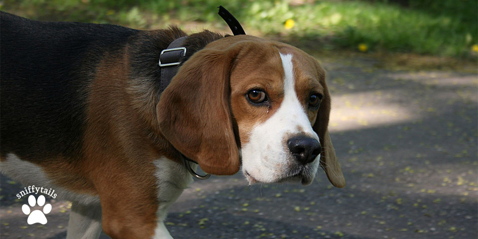 adult-beagle-walking