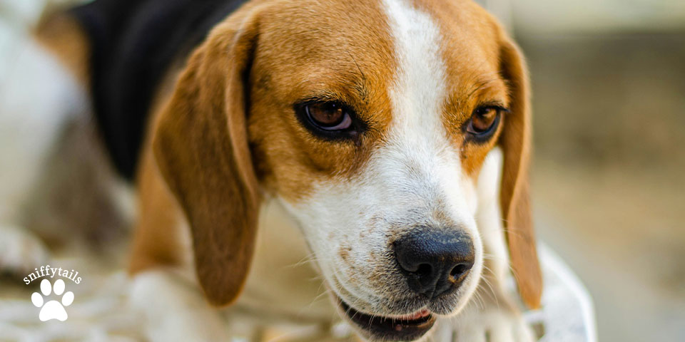 adult-beagle-zoom