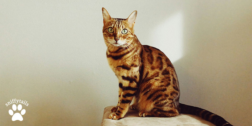 adult-bengal-cat-sitting