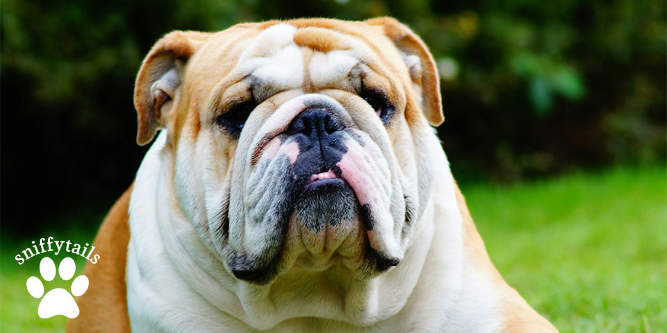 adult-british-bulldog