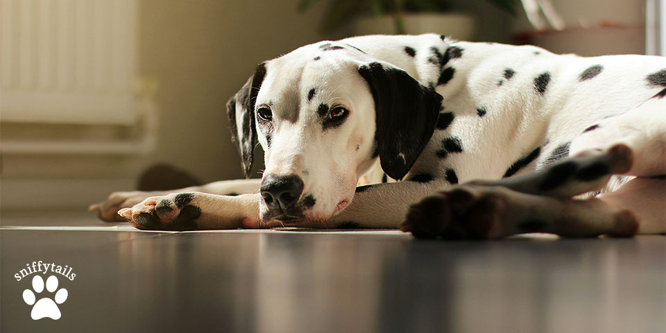 adult-dalmatian-lay-down