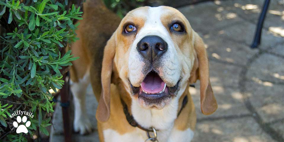 adult-happy-beagle