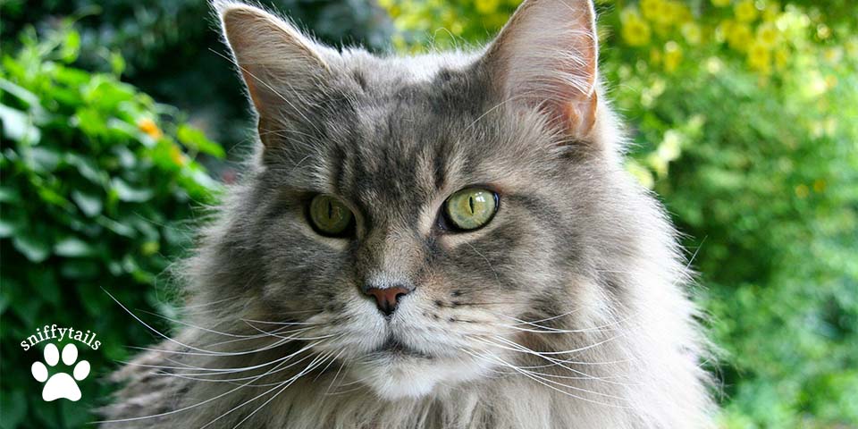 adult-maine-coon-looking-at-out-side