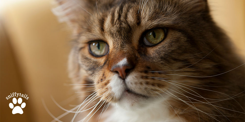 adult-maine-coon-looking