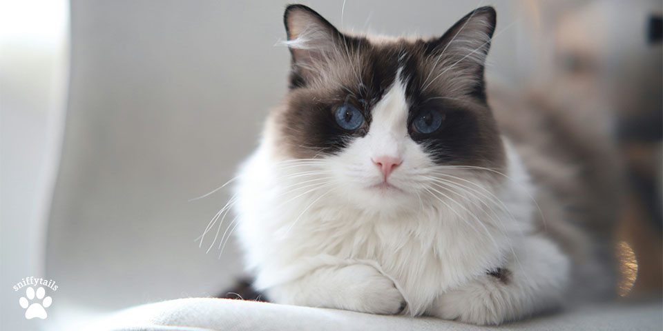 adult-ragdoll