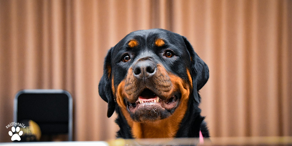 adult-rottweiler-looking