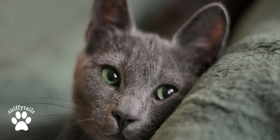 adult-russian-blue-looking