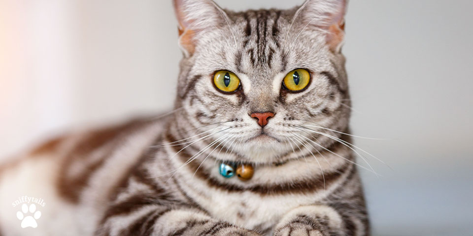 American Shorthair 1