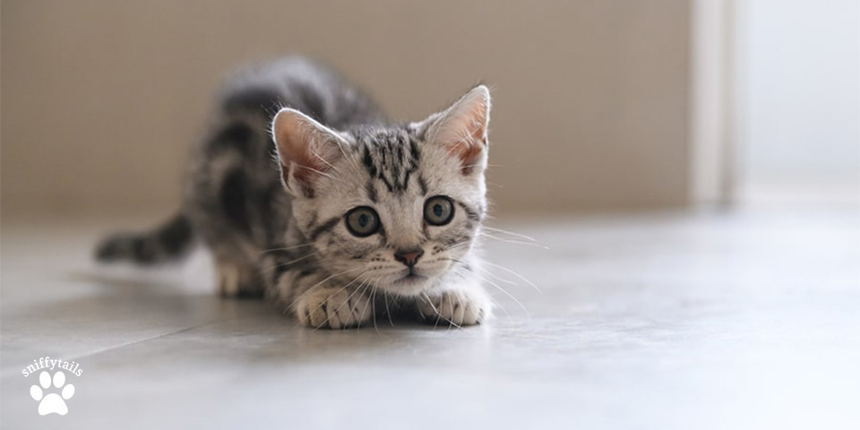 American Shorthair 2