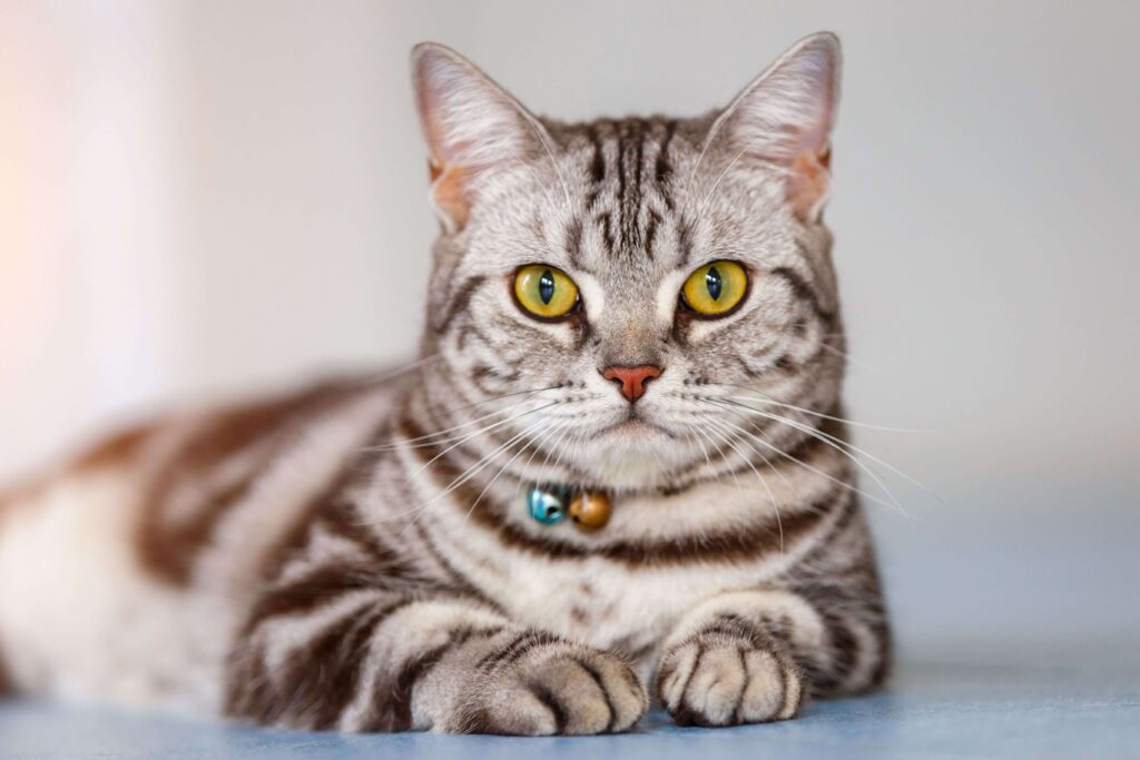 How to Care for American Shorthair