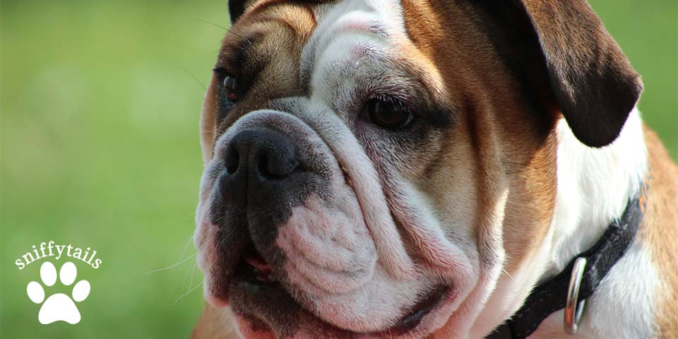 british-bulldog