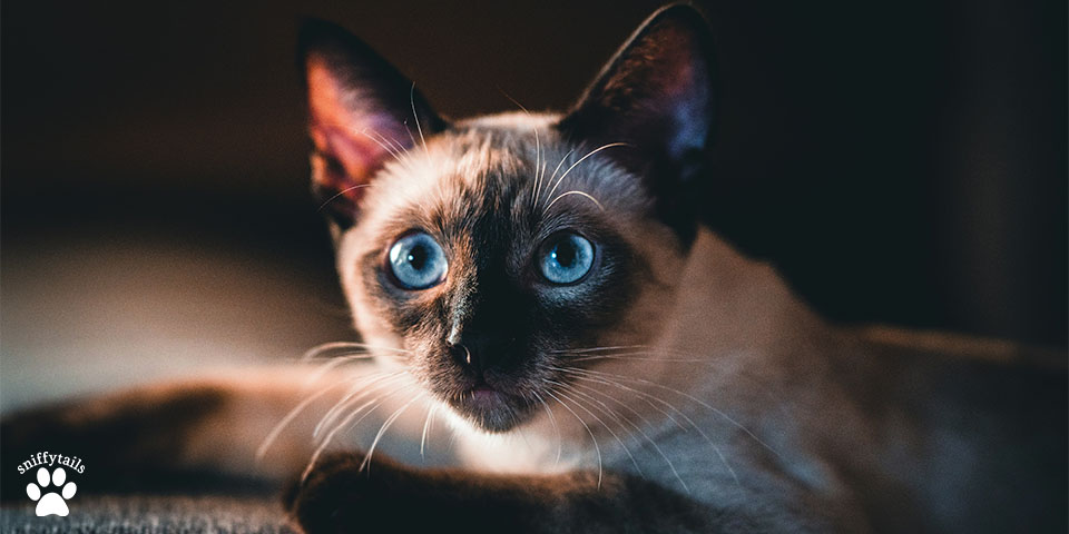 curios-siamese-cat