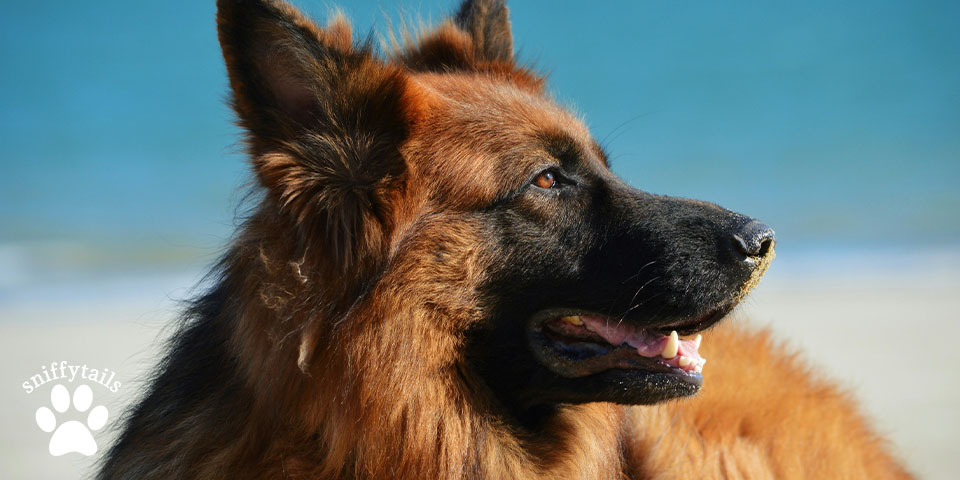 German Shepherds 3