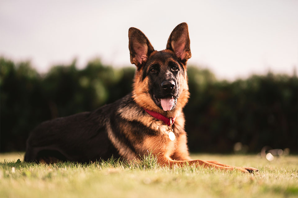 How to Care for German Shepherd