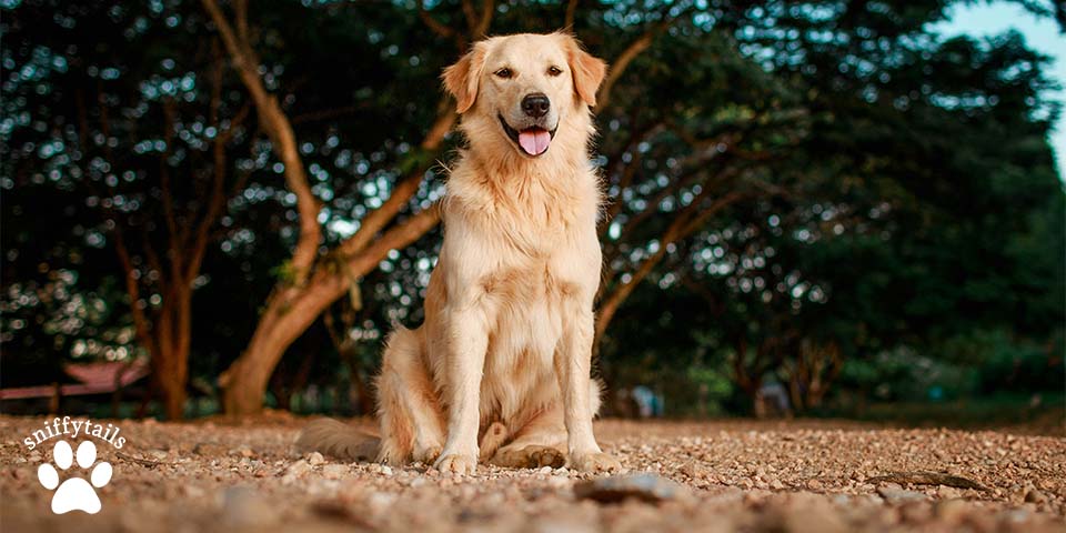 Golden Retriever 1