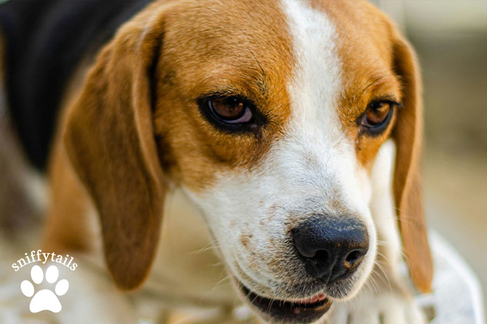 How to Care for a Beagle