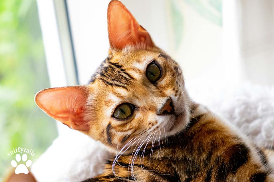 How to Care for a Bengal Cat