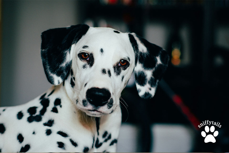 How to Care For Dalmatian