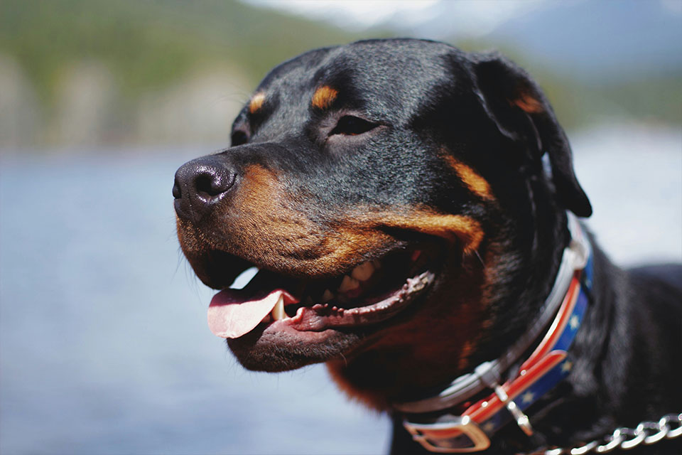 How to Care for a Rottweiler