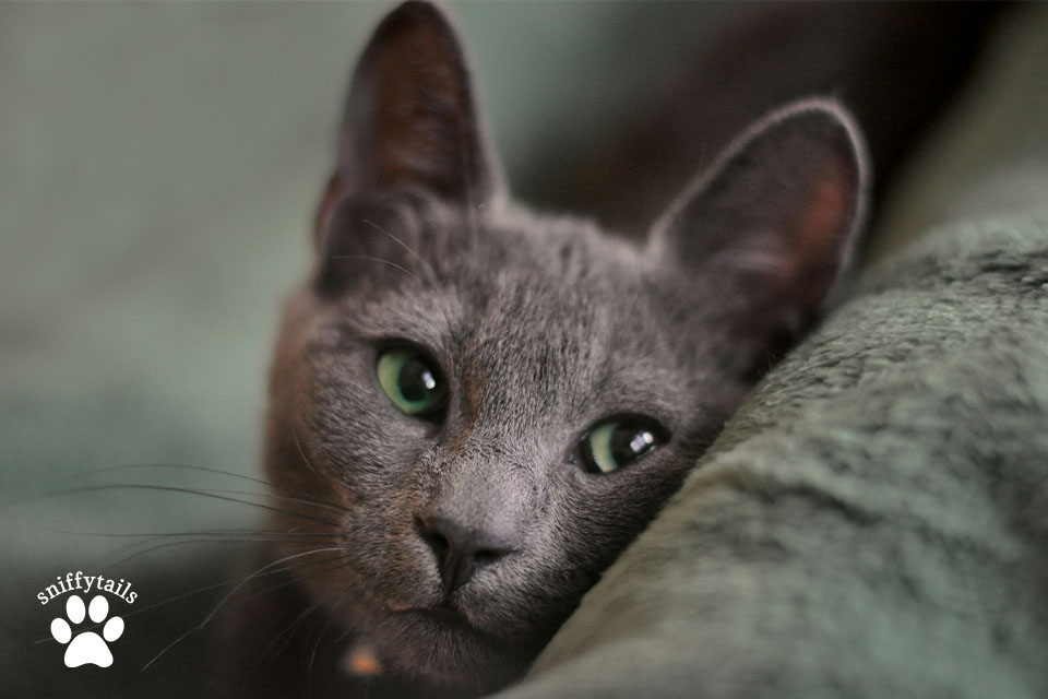 How to Take Care for a Russian Blue