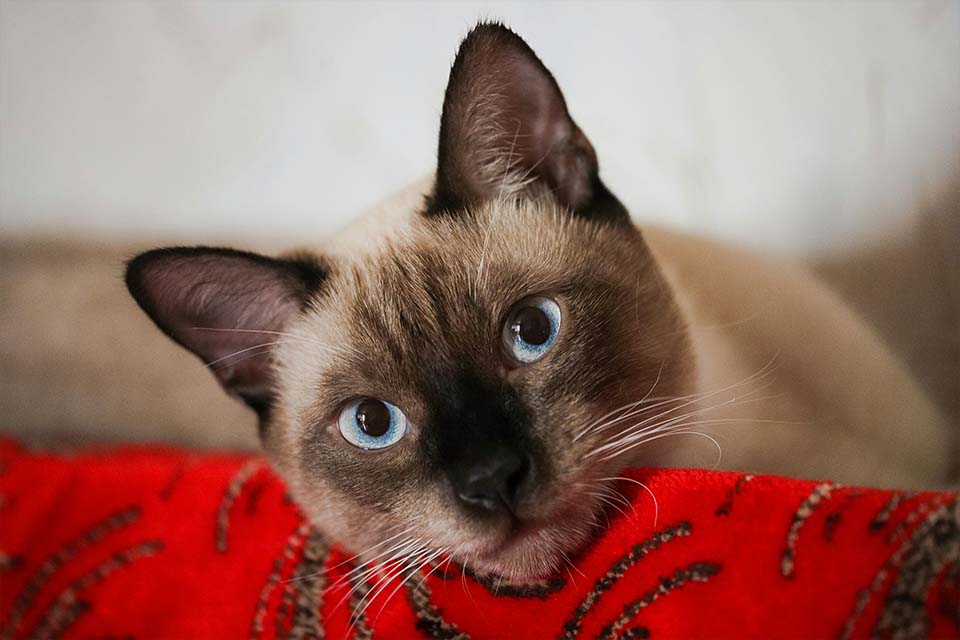 How to Care for a Siamese