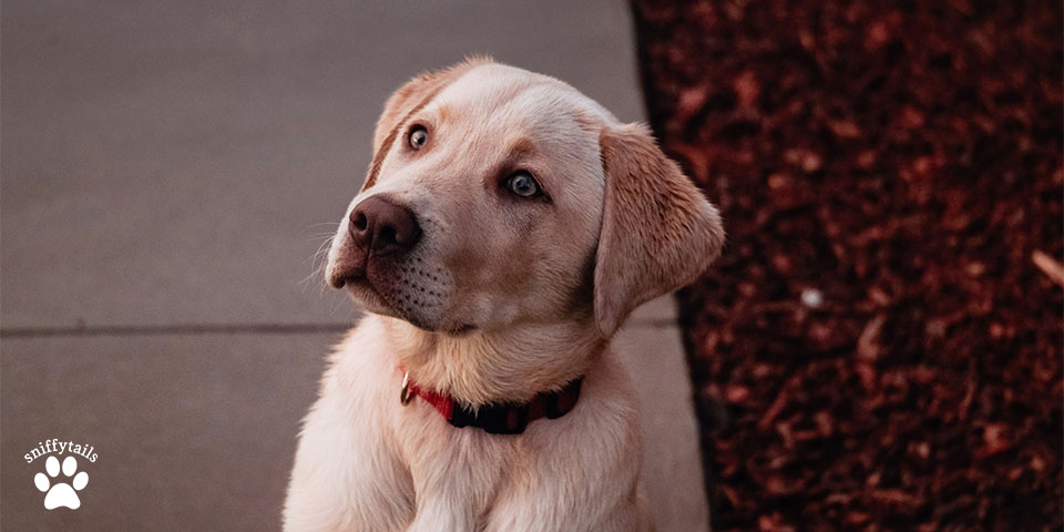 Labrador Retrievers 1