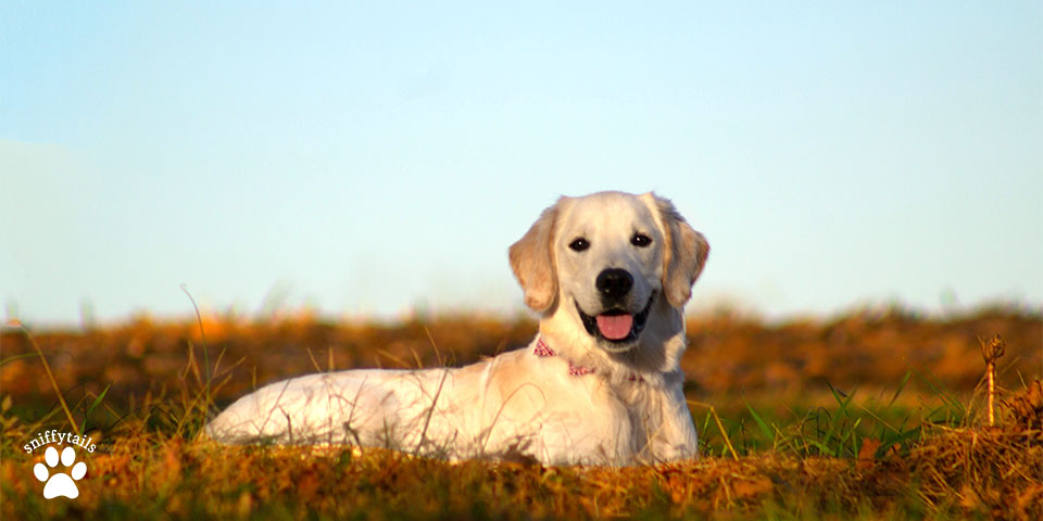 Labrador Retrievers 2