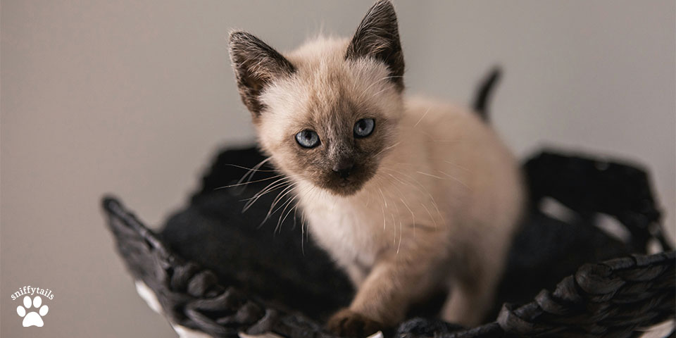 little-kitty-siamese-cat