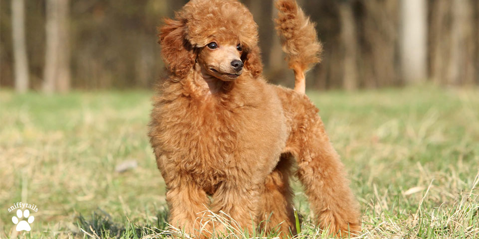 little-toy-brown-poodle