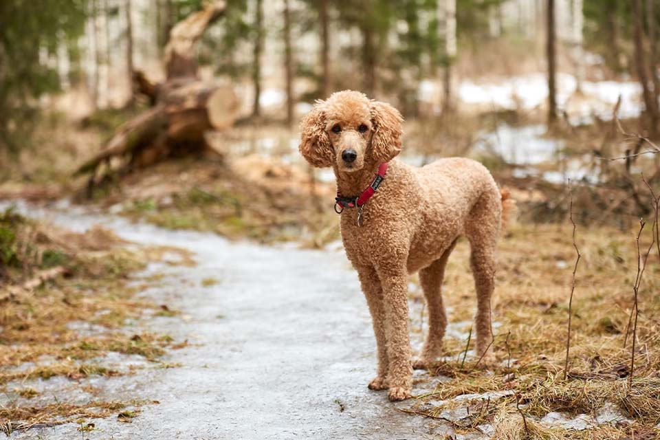 brown-poodle-looking-at-forest