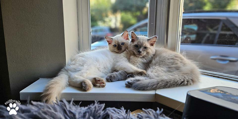 ragdoll-couple