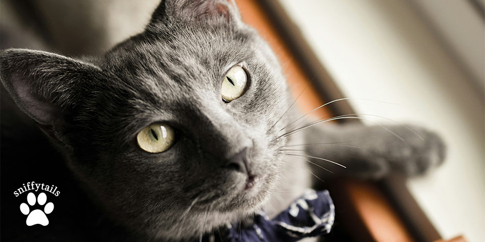 russian-blue-cat-lookin-up.jpg