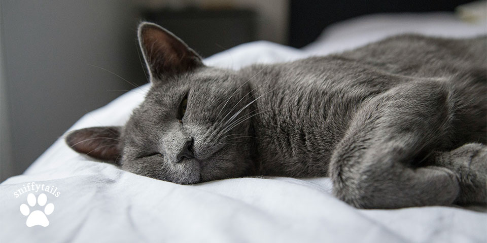 russian-blue-cat-sleeping