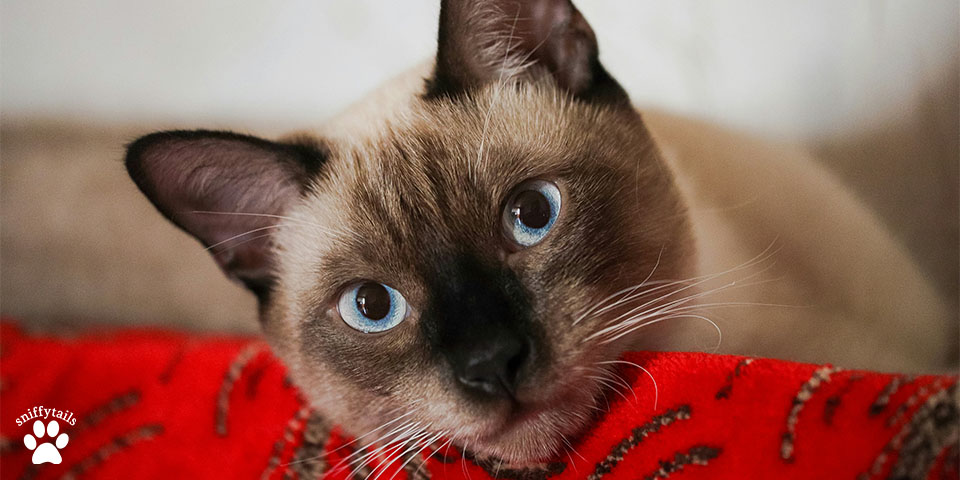 siamese-cat-looking