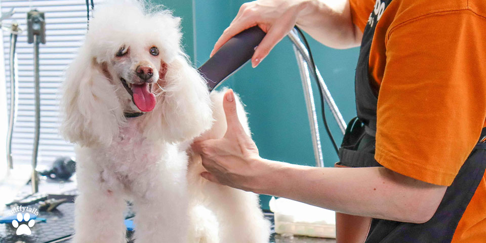 white-poodle-trimming