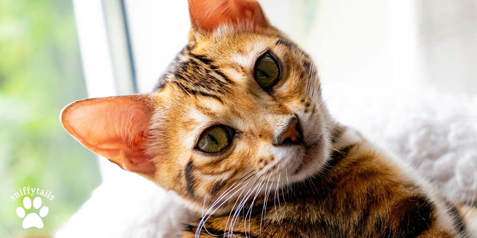 young-bengal-cat