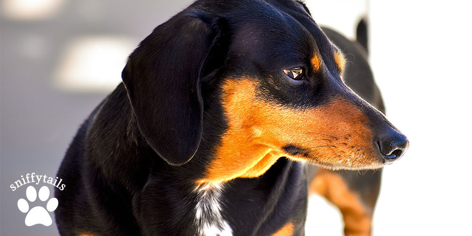 adult-short-hair-dachshund