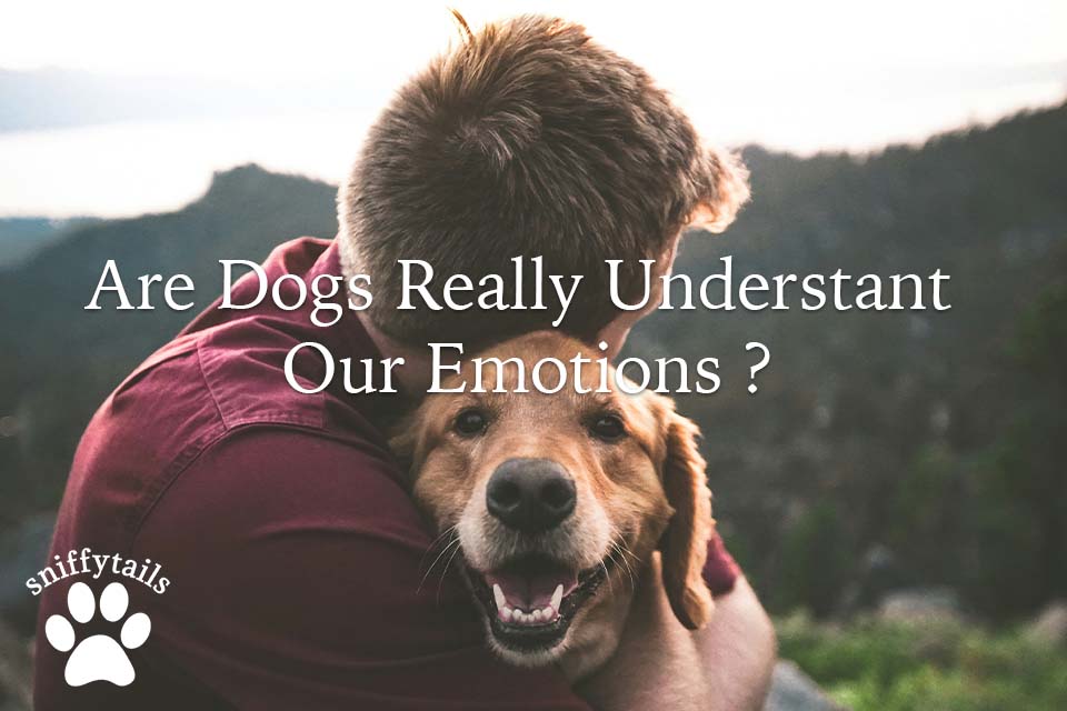 Are Dogs Really Understand Our Emotions