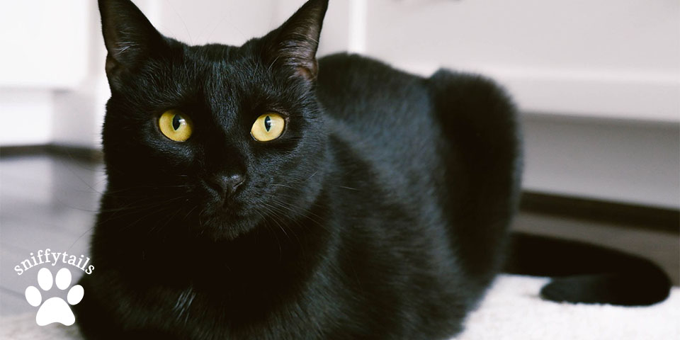 bombay-cat-looking