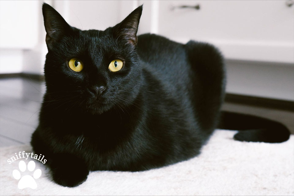 How to Care for a Bombay Cat