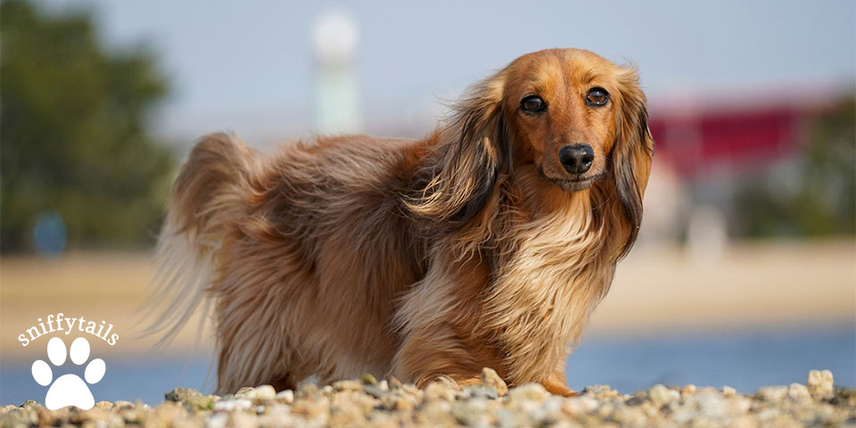 long-hair-dachshund