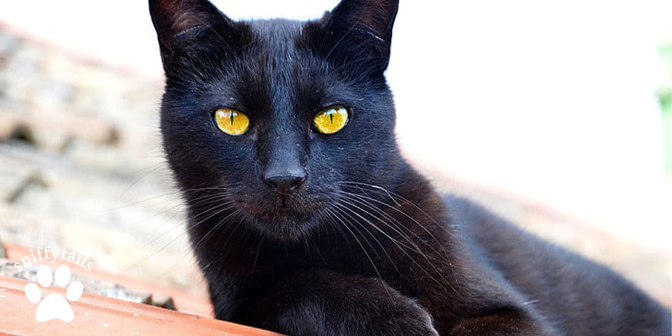 peak-serious-bombay-cat