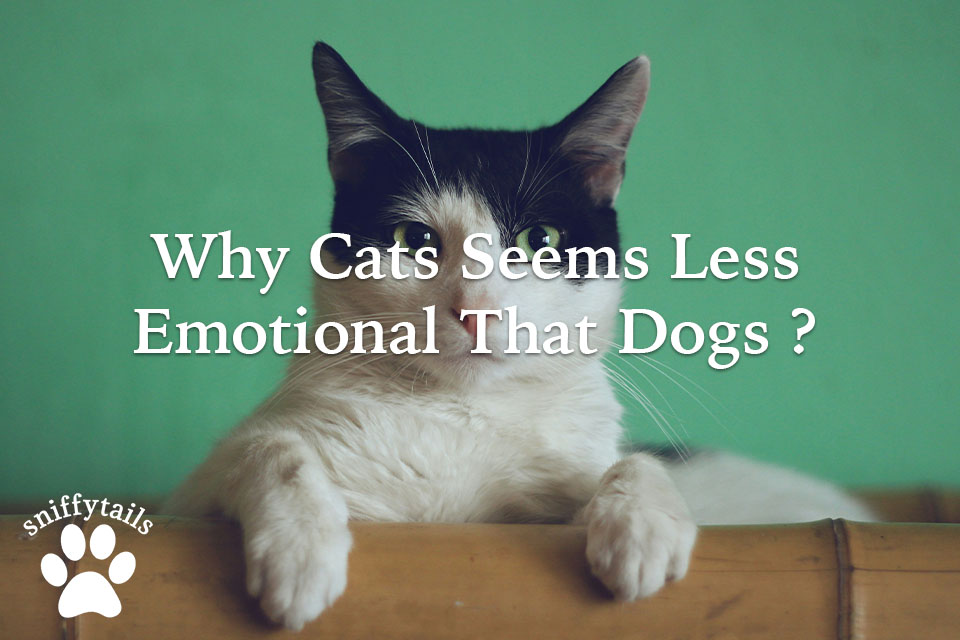 why-cat-seems-less-emotions-that-dogs