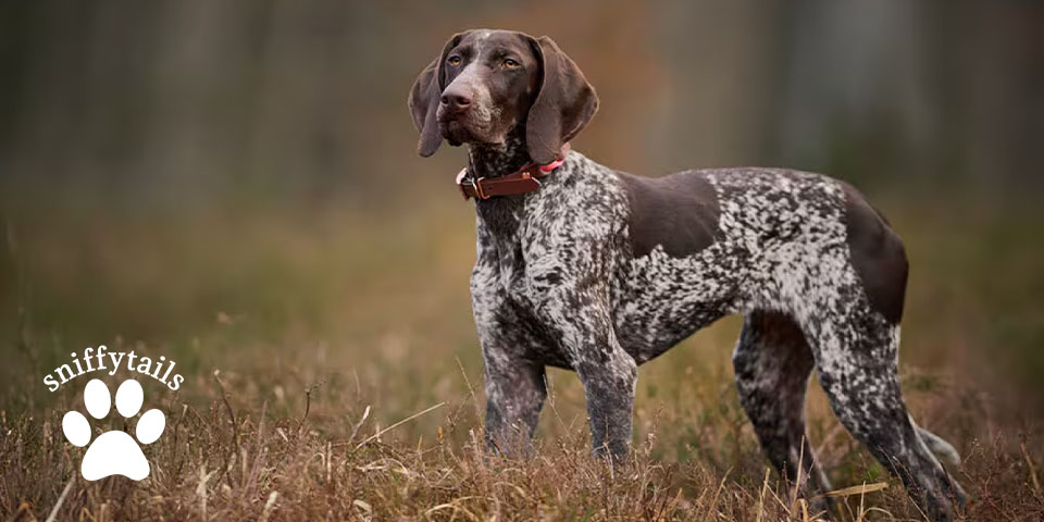 adult-german-pointer