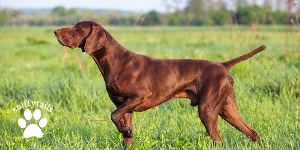 full-brown-german-pointer