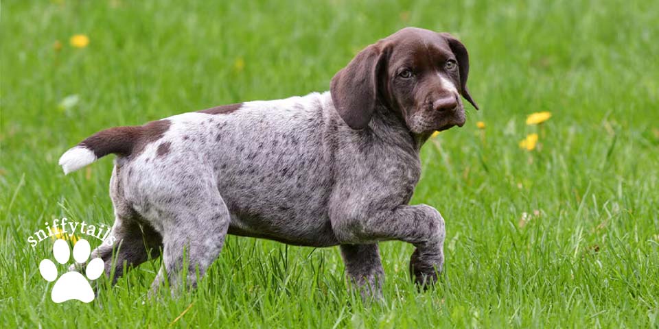 german-shorthaired-pointer-puppy