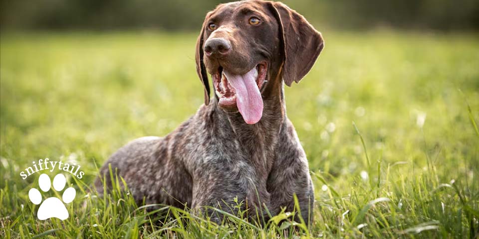 happy-german-pointer