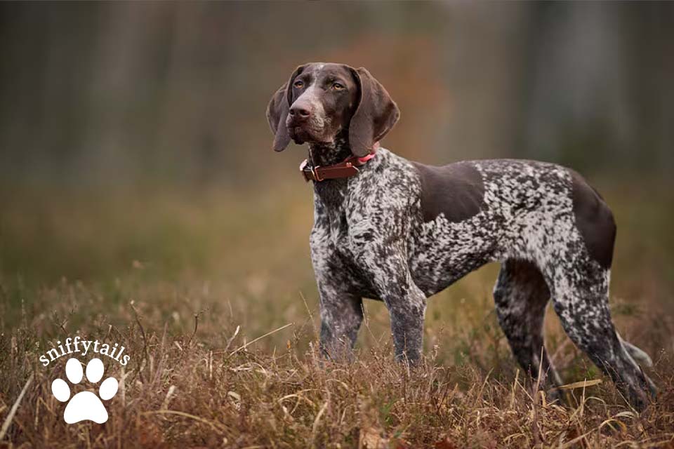 how-to-care-for-a-german-shorthaired-pointer