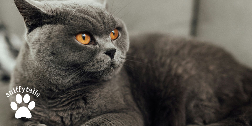 Grooming Requirements for British Shorthairs